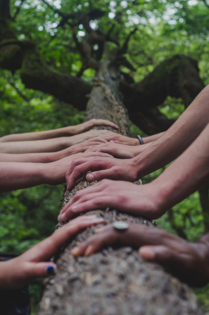 Fourniture de bois